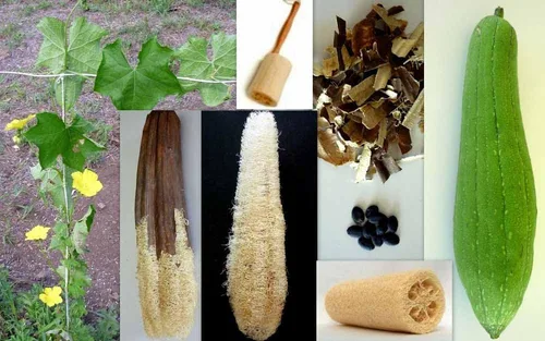 Vista 7 de Semillas de calabaza Luffa, semillas de esponja de calabaza Luffa, 100 semillas, sin OMG, cultiva tus propias calabazas Luffa y descubre aún más