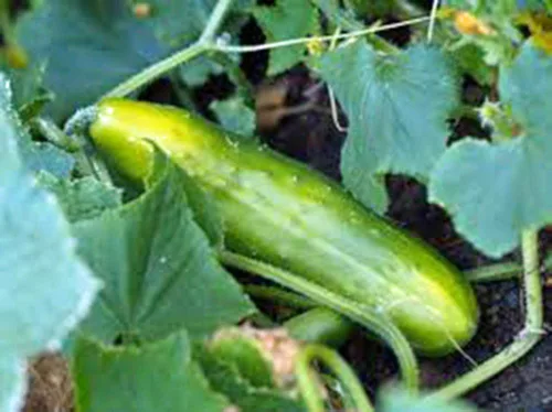 Vista 4 de Pepino, comercializador, reliquia, 500 semillas, sabroso, ideal para ensaladas/aperitivos