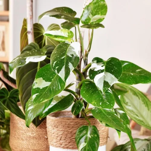 Vista 2 de Philodendron Plant Prince of Orange - Planta viva de 3 pulgadas, adornos para plantas de interior, plantas perennes, cultivo de jardín, puede crecer