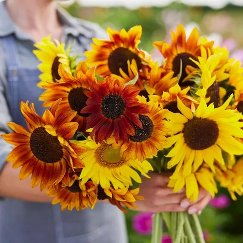 Vista 17 de Eden Brothers Semillas de girasol - Autumn Beauty
