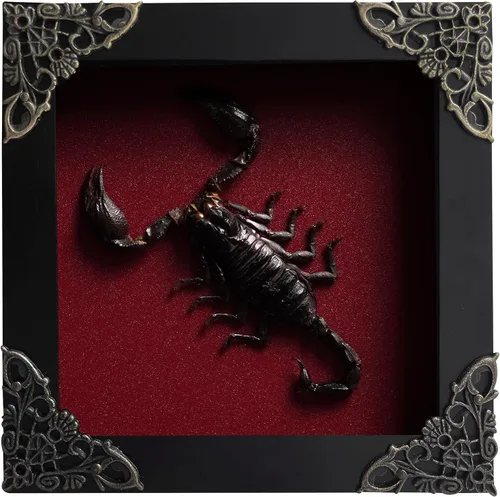 Vista 143 de 2 Real Dragonfly Specimens Shadow Box Framed Insect Display Oddities Curiosities Entomology Collection Natural History Wall Decor Gift for Nature