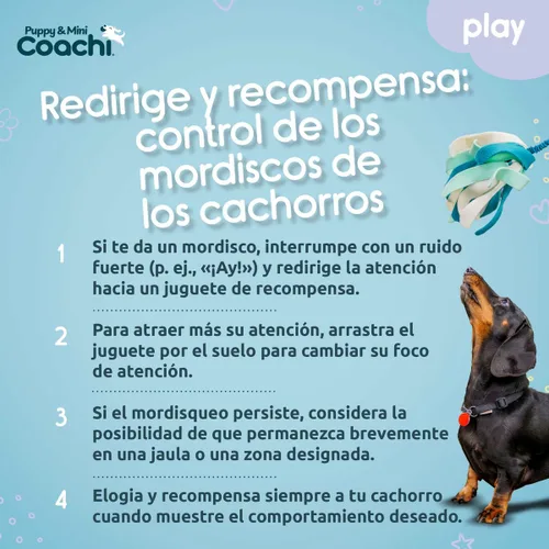 Vista 6 de Juguete para perros Coachi PUPPY & MINI TUGGI SPIDER Verde