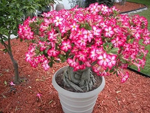Vista 3 de ROSA DEL DESIERTO (ADENIUM OBESUM) COLORES MIXTOS 10 SEMILLAS exóticas suculentas CombSH