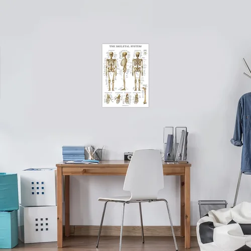 Vista 5 de Palace Learning Skeletal System Anatomical Chart - LAMINATED - Human Skeleton Anatomy Poster (18" x 24")