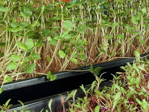 Vista 5 de Semilla de cilantro, semillas de germinación, microverde, brotes, 16 onzas, sin OMG – Marca Country Creek Acres – Alta germinación de brotes