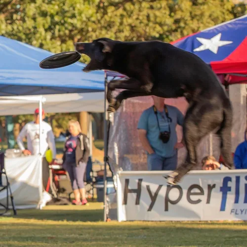 Vista 4 de Hyperflite Jawz Dog Flying Disc - Juguete de entrenamiento para perros más duro del mundo. Juguete de disco volador de la mejor competencia