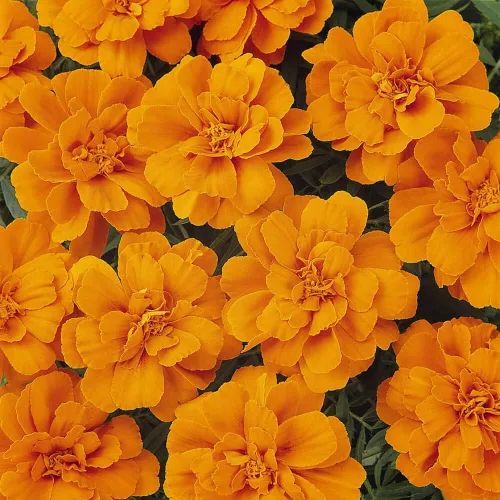Vista 7 de Outsidepride Durango - Semillas de caléndula francesa de mandarina – 250 piezas anuales, compactas, tolerantes al calor y la sequía para plantar