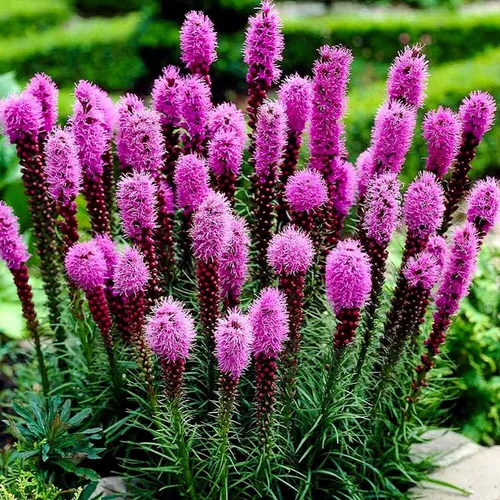 Vista 4 de Blazing Star Flower Gayfeather Liatris Spicata 50+ semillas para plantar