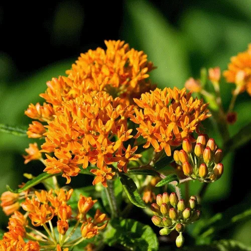 Vista 5 de Asclepias Tuberosa - Semillas de flor de algodoncillo de mariposa naranja (100 unidades) Seeds2Go