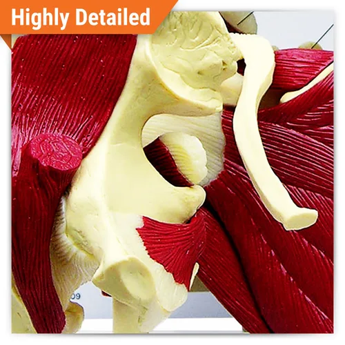Vista 2 de Humano Mini Muscled Joint Anatomical Model Set #1900 Human Body and Anatomy Replica for Physiology Education, Anatomical Model for Doctor's