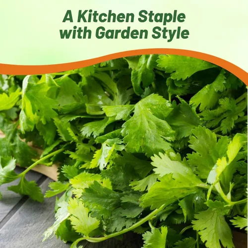 Vista 7 de Outsidepride Semillas anuales de jardín de hierbas de cilantro cilantro para microverdes, brotes y cocina de 1 oz