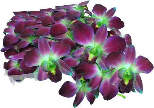 Vista 10 de Miami Fresh Orchid Flower OrchidClub USA Sunne Tropical Loose Bloom Head DIY Lei Food Drink Decor GREEN (50 verde manzana)