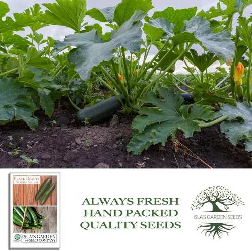 Vista 4 de Isla's Garden Seeds - Semillas de calabaza verde de verano Black Beauty para plantar - Más de 25 semillas tradicionales por paquete, sin OMG, nombre