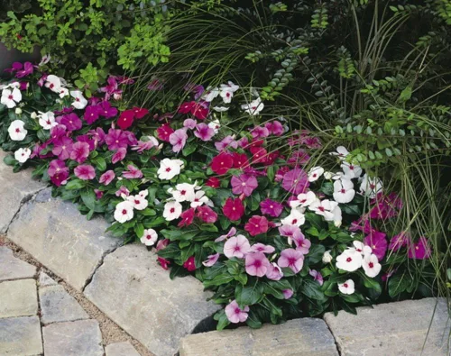 Vista 3 de Semillas Bígaro Madagascar Mix - Vinca - Flores perennes para plantar - Sin OMG