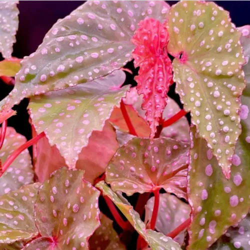 Vista 6 de Begonia - Planta viva para exteriores, puede crecer como begonia llorona, planta de floración de rápido crecimiento y fácil cuidado