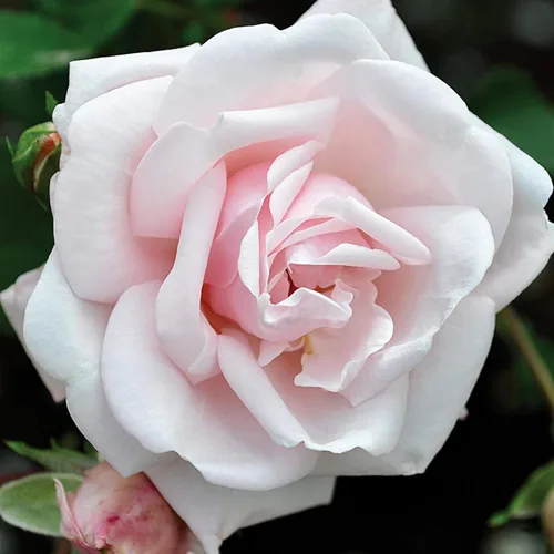 Vista 12 de Rosas trepadoras de reliquia, planta de raíz propia viva para jardín al aire libre, Aloha, muy fragantes, zonas de rusticidad 5 a 10, floración