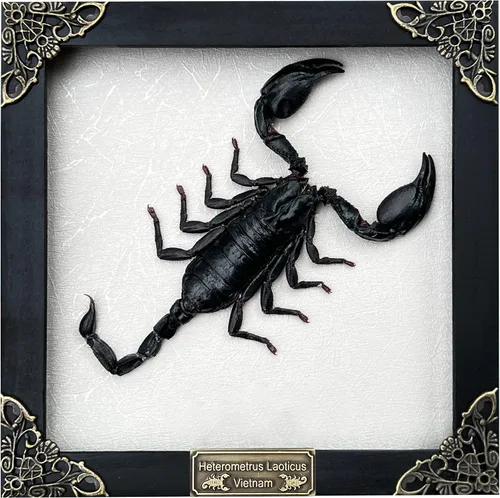 Vista 128 de 2 Real Dragonfly Specimens Shadow Box Framed Insect Display Oddities Curiosities Entomology Collection Natural History Wall Decor Gift for Nature