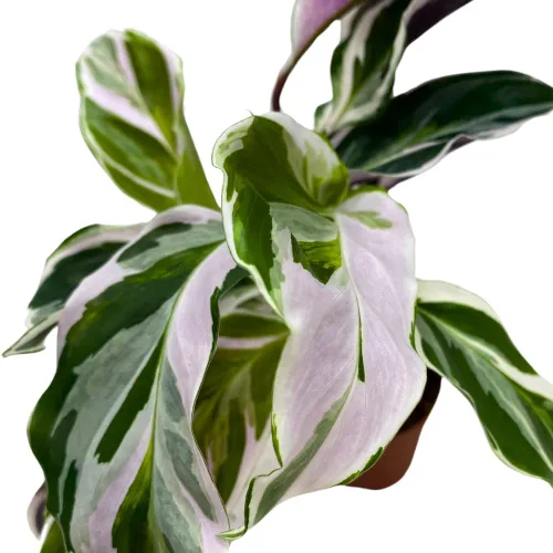 Vista 3 de BubbleBlooms Calathea Stella White Fusion abigarrada en maceta de 2 pulgadas Tiny Minie Pixie Plant