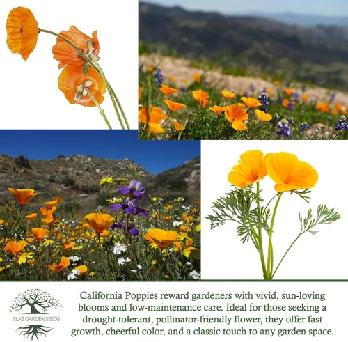 Vista 6 de Orange California Poppy, más de 1500 semillas de flores por paquete, semillas de jardín de Isla (semillas de jardín de Isla), semillas sin OMG