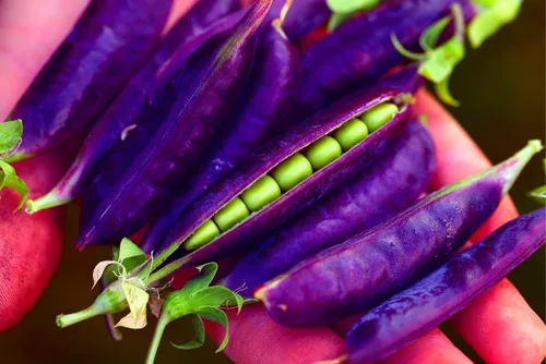 Vista 2 de Semillas de huerto para plantar - Cultiva verduras tradicionales (pimienta de 5 colores)