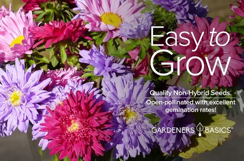 Vista 3 de Gardeners Basics Aster Powderpuff Mix Semillas de flores