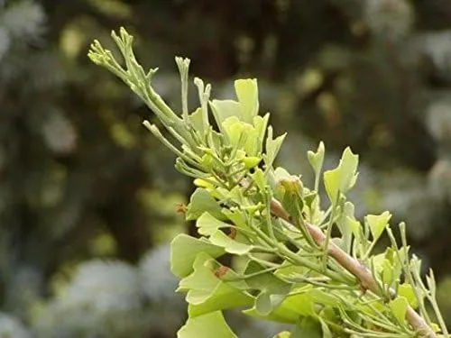 Vista 3 de Árbol de ginkgo enano - Ginkgo biloba 'Todd's Dwarf' - Planta de 1 año