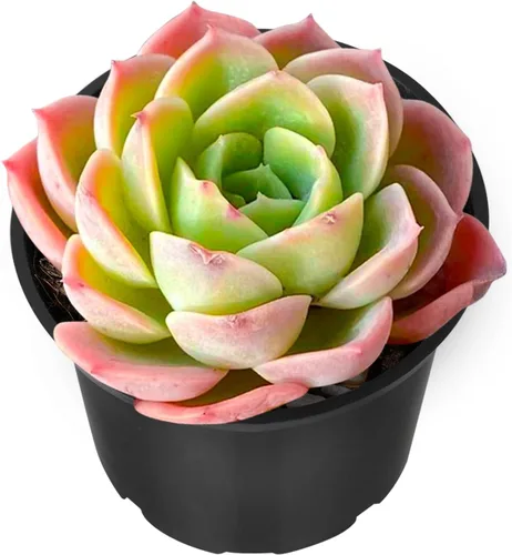 Vista 23 de Sprout N Green Echeveria 'Ball of Fat', planta suculenta viva rara totalmente enraizada en maceta de 2 pulgadas con tierra, oficina en casa