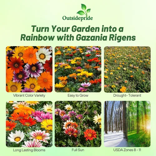 Vista 2 de Outsidepride 25 semillas perennes Gazania New Day Mix tolerantes al calor y la sequía semillas de cobertura del suelo para plantar