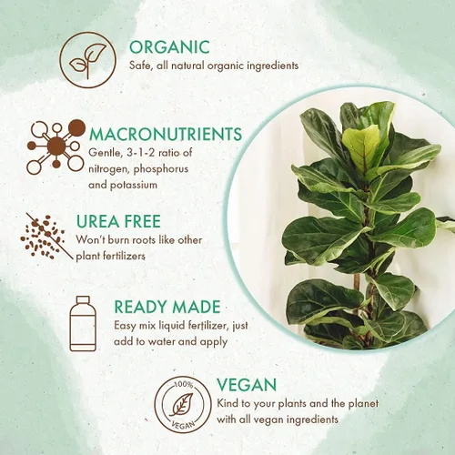 Vista 3 de Alimento orgánico para plantas de higuera de hoja de violín, fertilizante líquido para higos en maceta, fórmula rica en nutrientes para cultivar