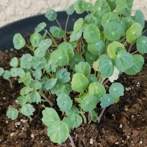 Vista 9 de Seed Needs - Semillas de Capuchina para Plantar Flores Comestibles - Juego de Colección de Mezcla Joya y Capuchinas de Doble Brillo para Atraer