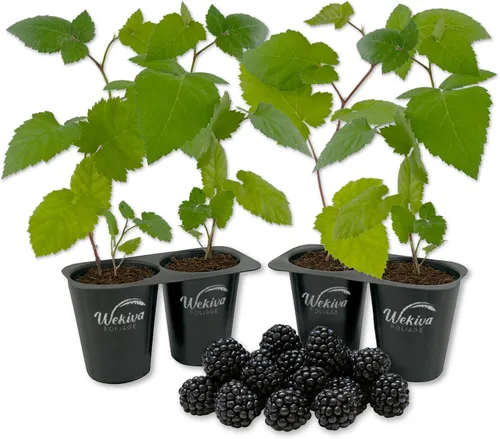 Vista 8 de Apache BlackBerry Plant – 4 plantas de arranque vivo – Rubus – Arbusto comestible de frutas para patio y jardín