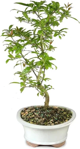 Vista 2 de Árbol bonsai vivo enano de granada de Brussel's Bonsai - Grande, 6 años, 12 a 16 pulgadas de alto - Árbol bonsai vivo para exteriores con maceta