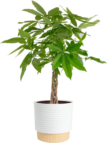 Vista 9 de Costa Farms Árbol del Dinero Planta Viva en Maceta Decorativa, Purificadora de Aire para Interiores, Perfecta para Decoración de Hogar, Habitación u