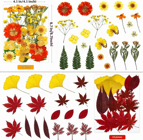 Vista 4 de 85 piezas de flores y hojas prensadas secas en otoño para manualidades de Naranja y amarillo 85 piezas