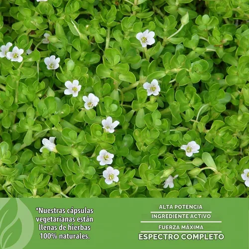 Vista 8 de Herbsforever Cápsulas Brahmi – Bacopa Monnieri – Bacoside 30% a 35% – Suplemento para aliviar el estrés – 60 cápsulas vegetales – 800 mg cada uno