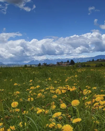 Vista 12 de Rigoni di Asiago Mielbio - Miel orgánica italiana cruda y cremosa, flor silvestre, 6