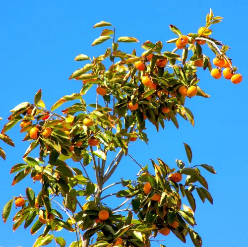 Vista 3 de TomorrowSeeds - Semillas de árbol de caqui japonés - Más de 10 unidades - para plantar Diospyros Kaki Fuyu Hachiya Asiático Chino Oriental Sharon