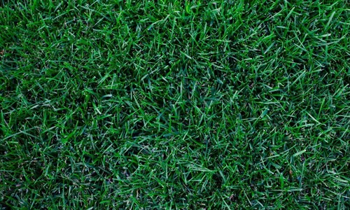 Vista 2 de Semilla de césped de Kentucky Bluegrass, 1 libra