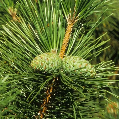 Vista 5 de Pinus thunbergii (pino negro japonés) Semillas de árbol, forma atractiva y características únicas, semillas de MySeeds.Co, elige