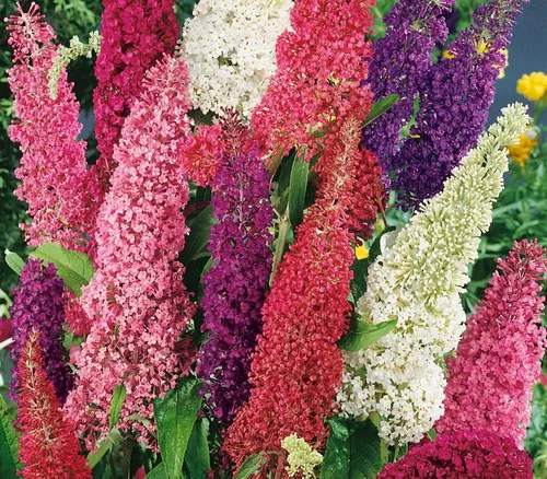 Vista 5 de Semillas Mariposa Arbusto Mix Buddleja Davidii Flores Perennes 1000 Semillas
