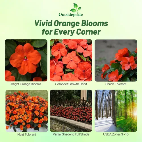 Vista 2 de Outsidepride 1000 Semillas Impatiens Baby Orange Shade Garden Flower Seeds para plantar