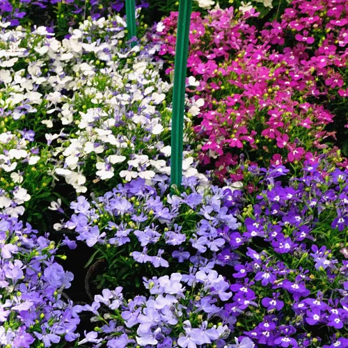Vista 3 de Semillas Lobelia Mix Flores anuales para plantar sin OMG