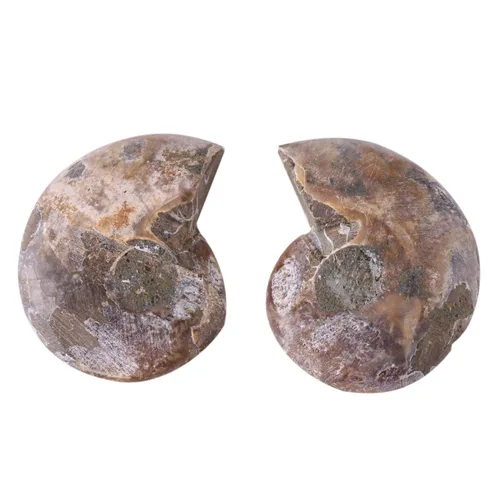 Vista 9 de 2 piezas de espécimen de amonita, piedras y minerales de Madagascar (diámetro 1.6 in)