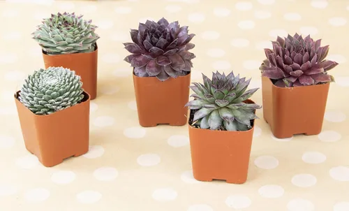 Vista 4 de Plantas suculentas 20 suculentas Sempervivum Enraizadas en macetas con tierra Plantas de interior reales Regalos o decoración de habitación