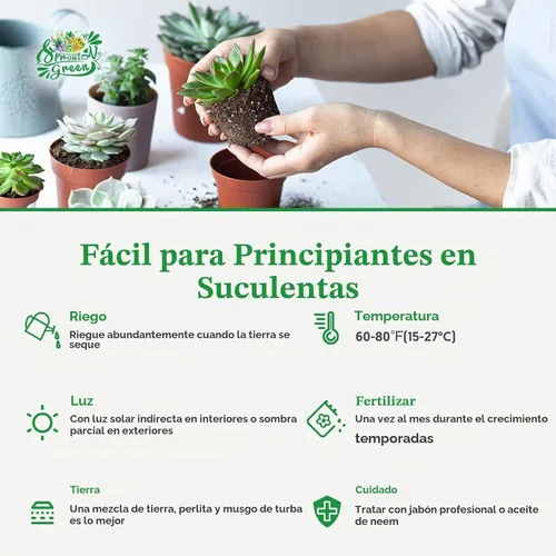 Vista 5 de Sprout N Green Suculenta viva jade dorado con maceta de rayas verdes Olla verde jade dorado