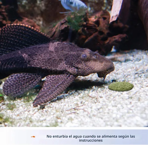 Vista 3 de Aqueon Pastillas de Algas 3 Onzas Floating fish food for surface feeding, guppy fish food with vitamins and minerals, won't cloud water