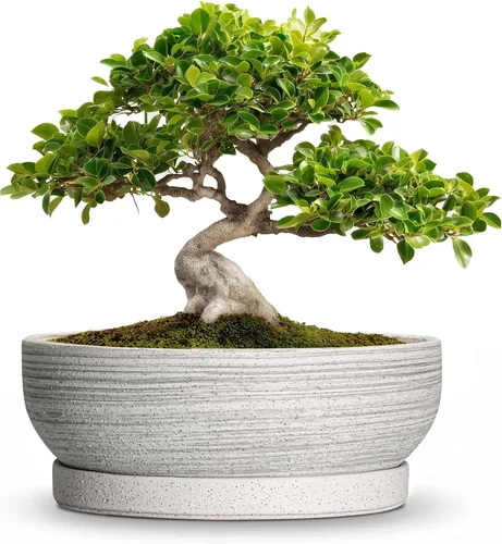Vista 40 de Succulent Pots, 6 Inch Ceramic Bonsai Pots with Saucer, Blue