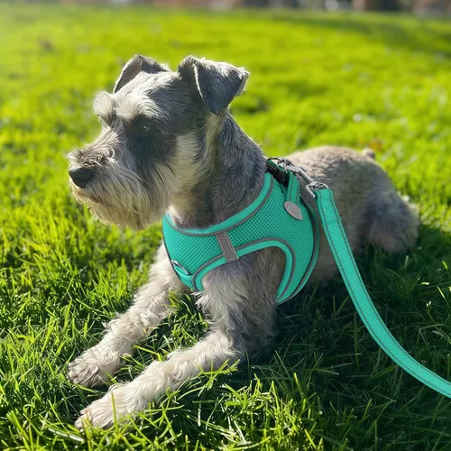 Vista 15 de Joytale Arnés para Perros Pequeños, Chaleco de Malla Transpirable Step-in, Arneses Acolchados Suaves Reflectantes para Gatos y Perros Cachorros