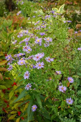 Vista 4 de Aster Smooth Blue 500 Seeds (Symphyotrichum Laeve) Heirloom - Open Pollinated - Native