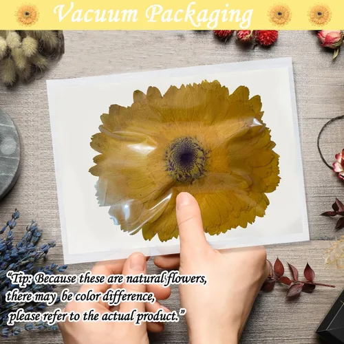 Vista 3 de ALJ Girasoles secos amarillos dorados de gran tamaño para adornos de manualidades, margarita africana prensada real natural para resina, bricolaje